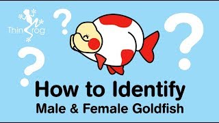 How to identify male and female Goldfish [upl. by Edny]