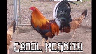 Best Gamefowl Breeders in USA Part 1 [upl. by Nosmoht]