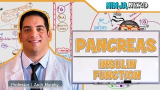 Endocrinology  Pancreas Insulin Function [upl. by Hgielrebma]