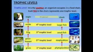 Food Chains Trophic Levels and Ecological Pyramids  PowerPoint  Tangstar Science [upl. by Eniamurt]