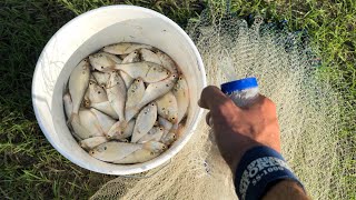 Cast Netting Schooling Shad [upl. by Ahtiek728]