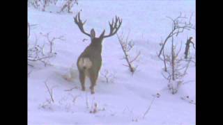 Utah Mule Deer 2001 Governors Tag  MossBack [upl. by Ettenot130]