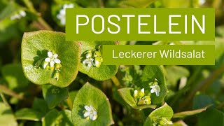 PosteleinPortulak anbauen  milder Wildkräutersalat [upl. by Celestyn]