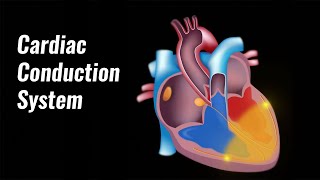 Cardiac conduction system [upl. by Horbal242]