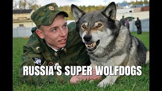 VOLKOSOBY  RUSSIAS POWERFUL amp SECRET WOLF DOGS  Animal Watch [upl. by Waddle907]