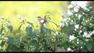 Beautiful Dawn Chorus Birdsong  Nature Sounds [upl. by Artimas]