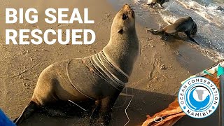 Big Seal RESCUED from 45 strands of fishing line [upl. by Nylatsirk516]