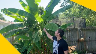 How To Grow A Banana Tree At Home In Any Climate [upl. by Ammej]