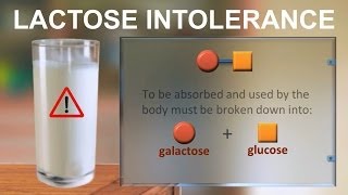 Lactose intolerance IQOGCSIC [upl. by Alihs609]