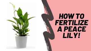 How To Properly Fertilize Your Peace Lily Spathiphyllum [upl. by Esylla]