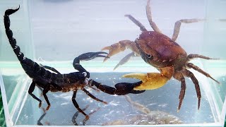 Crab vs Scorpion Underwater  Caranguejo vs Escorpião [upl. by Timothee]