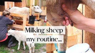 Milking Sheep  My Daily Milking Routine 🐑  How we Lamb Share for Easy Milking [upl. by Leroi]