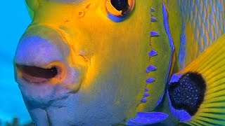 Bonaire 2017 SCUBA Up Close amp Personal Highlights Video 1 [upl. by Alf]