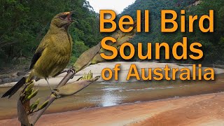 Bell Birds amp Lyre Birds Sing in the Australian Bush Morning [upl. by Silma]