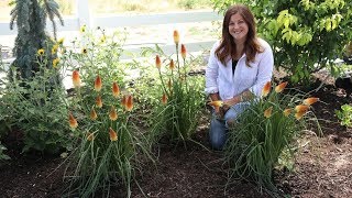 Pyromania Hot and Cold Red Hot Pokers [upl. by Liggett986]