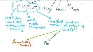 Protist [upl. by Iyre]
