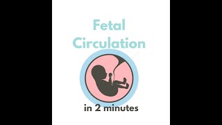 Fetal circulation in 2 mins [upl. by Chase]