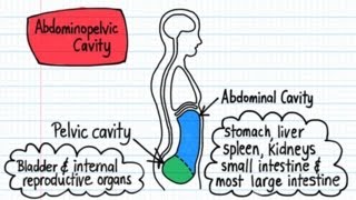 Body Cavities  Drawn amp Defined [upl. by Lowenstein]