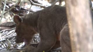 What is a Fossa  Madagascar [upl. by Worthy]