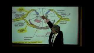 THE SPINAL CORD amp SPINAL TRACTS PART 1 by Professor Fink [upl. by Orsa]