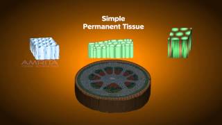 Plant Tissues  Class 9 Tutorial [upl. by Genovera]