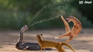 King Cobra Vs Mongoose  Cobra is Punished When Deliberately Spraying Venom Into Mongooses [upl. by Aicercal]