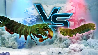 Giant Mantis Shrimp VS Small Mantis Shrimp [upl. by Asseret]