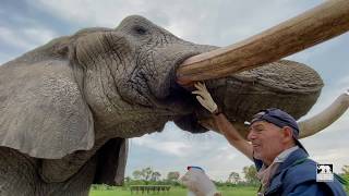 Treating Jabu the elephants sulcus  Living With Elephants Foundation Botswana [upl. by Edmonda974]