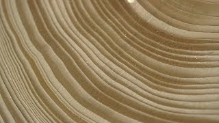 Tree Stories How Tree Rings Reveal Extreme Weather Cycles [upl. by Finnie]