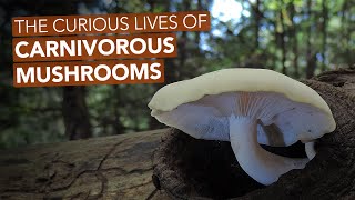 The Curious Lives Of Carnivorous Mushrooms [upl. by Lorien]