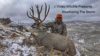 Giant Colorado Mule Deer  “Weathering The Storm” [upl. by Harneen]