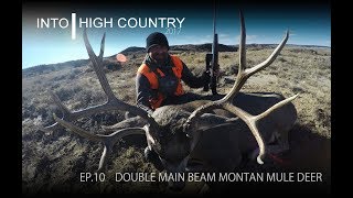 Double Main Beam Montana Mule Deer [upl. by Luht]