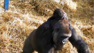 Baby Gorilla at Howletts Wild Animal Park [upl. by Namyl603]