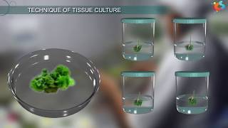 Tissue Culture [upl. by Selia]