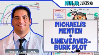 Biochemistry  Michaelis Menten amp LineweaverBurk Plot [upl. by Bevash]