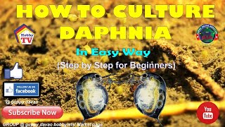 HOW TO CULTURE DAPHNIA In Easy Way [upl. by Reger]