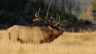 500quot WORLD RECORD Elk quotSpyder Bullquot Entire Hunt  MossBack [upl. by Caylor299]