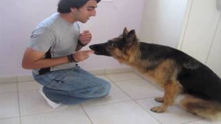 Dog Trick Tutorial quotCover your eyesquot [upl. by Sieber]