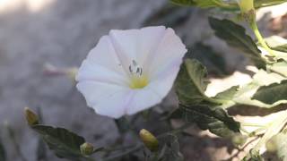 FIELD BINDWEED Convolvulus arvensis [upl. by Eugeniusz]