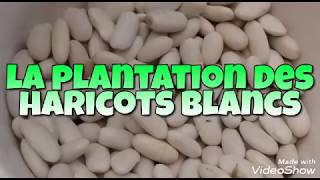 La Plantation des Haricots blancs [upl. by Ji]