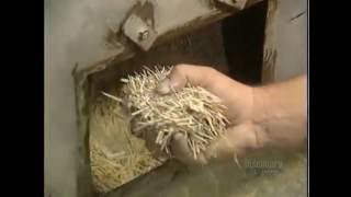 How Its Made  Toothpicks [upl. by Ashlan]