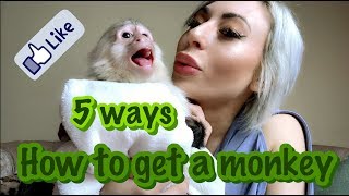 How To Get A Monkey [upl. by Kass]