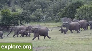 AMAZING Elephants RUSH to the Water and PROTECT BABY [upl. by Llimaj]