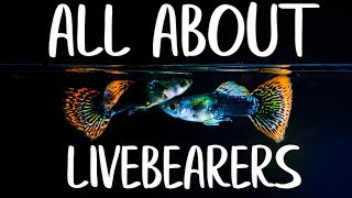 LIVEBEARER FISH  Guppy Fish  Platys  Endler Guppies  Mollies  Goodieds [upl. by Nwahsd]