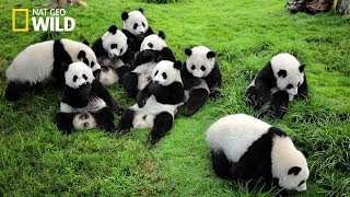 Life of Rare Panda – National Geographic And Wildlife Animal Documentary [upl. by Staal113]