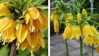 How to Plant Crown Imperial Fritillaria Spring Garden Guide [upl. by Nessah247]