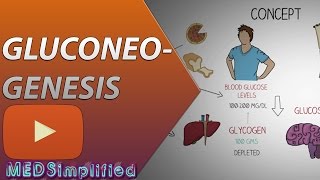 Gluconeogenesis Pathway Made Simple  BIOCHEMISTERY [upl. by Olegnad406]