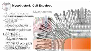 Tuberculosis Mycobacterial Cell Envelope [upl. by Niessuh]