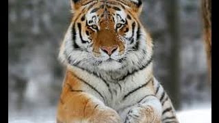 A la Caza del Tigre Ruso  Documental Completo en Español [upl. by Anigar]