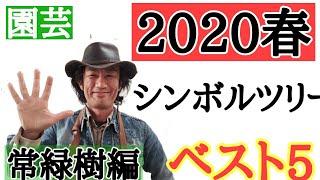 【最新版シンボルツリー！】園芸専門店店長が教えます 「シンボルツリーはどれがいいですか？」にお答えします！２０２０年春絶対チェックすべきベスト５！（常緑樹編） [upl. by Balas]